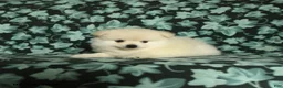 Pomeranian dogs for sale: Tuffy - Ad 4