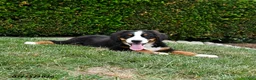 Bernese Mountain Dog dogs for sale: Duke - Ad 5