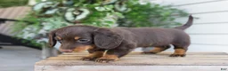 Miniature Dachshund dogs for sale: Maisie - Ad 8