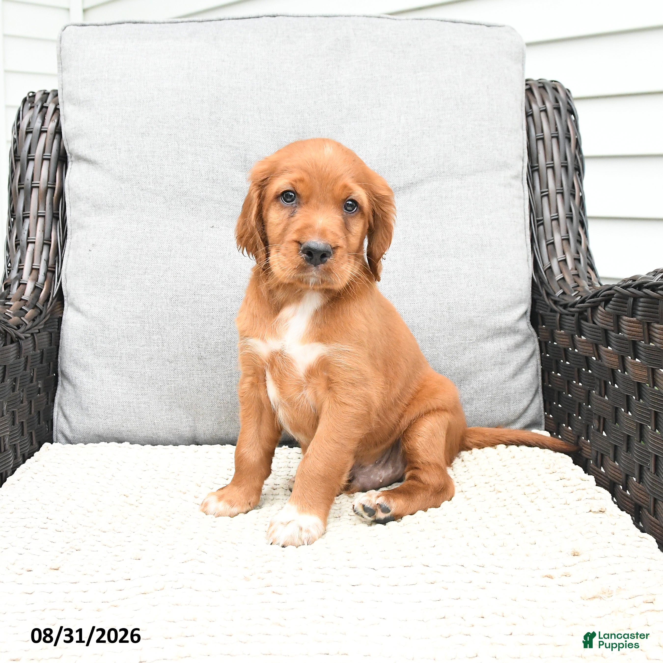 Mixed Breed dogs Rusty - Ad 2