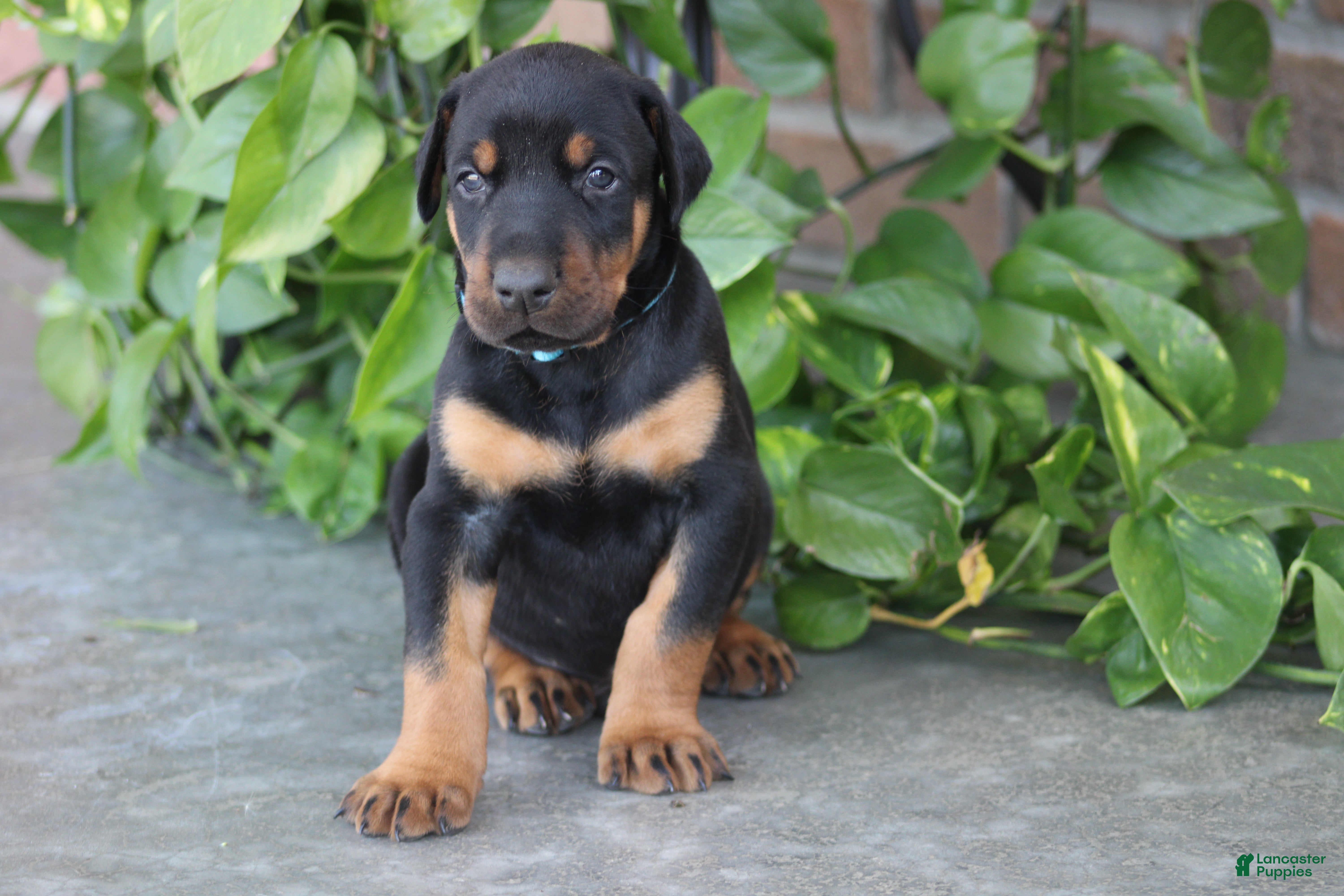 Doberman Pinscher dogs Jace - Ad 1
