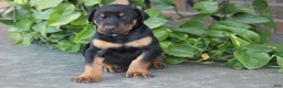 Doberman Pinscher dogs for sale: Jace - Ad 1