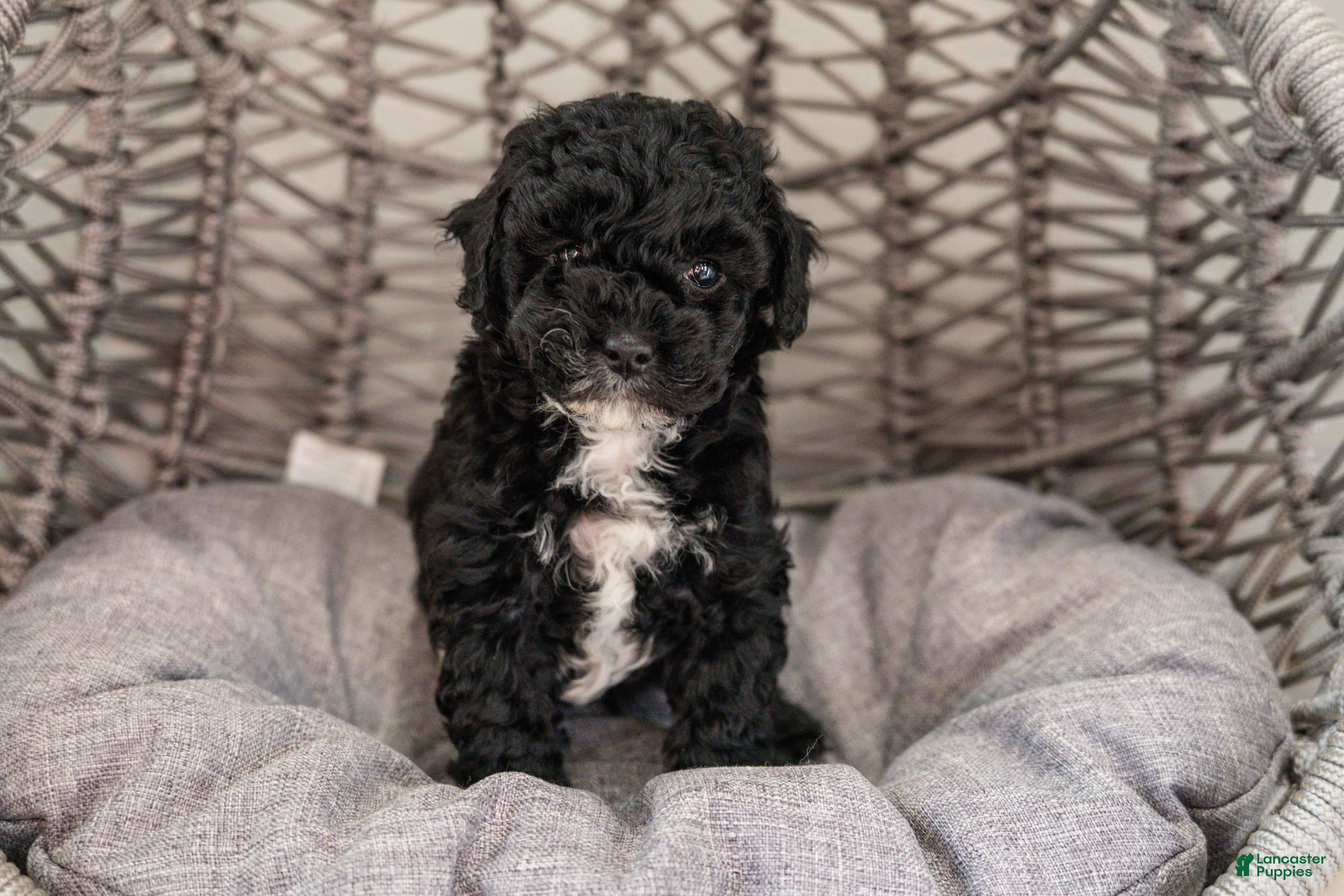 Cockapoo dogs Lucy - Ad 1