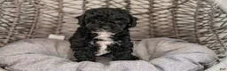 Cockapoo dogs for sale: Lucy - Ad 1