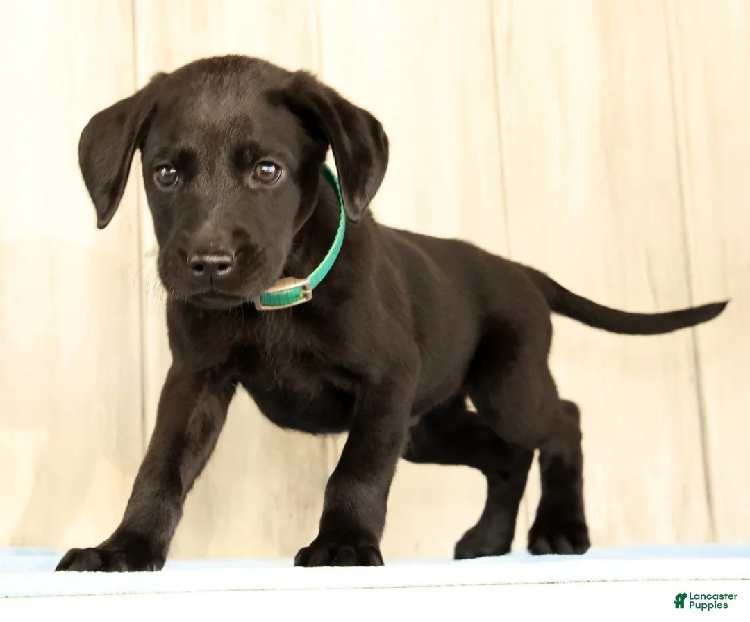 Labrador Retriever dogs for sale: Bruce - Ad 1