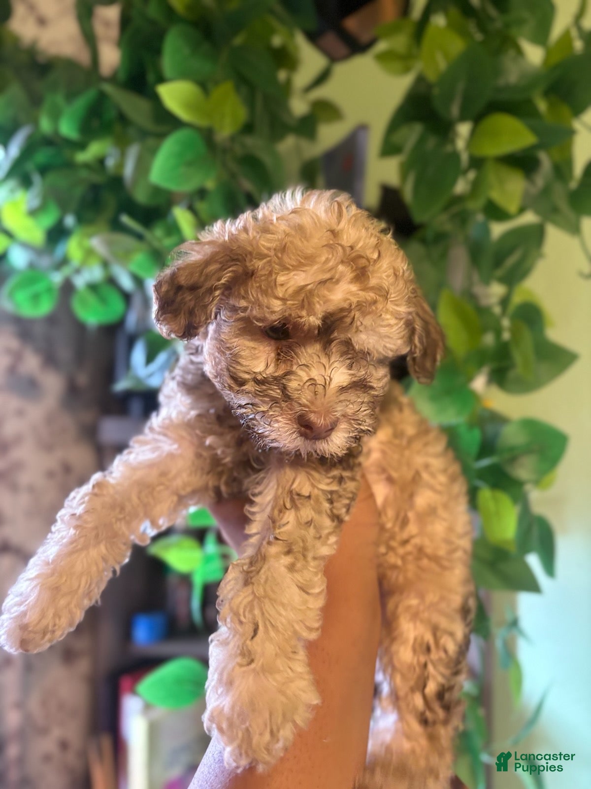 Yorkiepoo dogs Kali - Ad 2