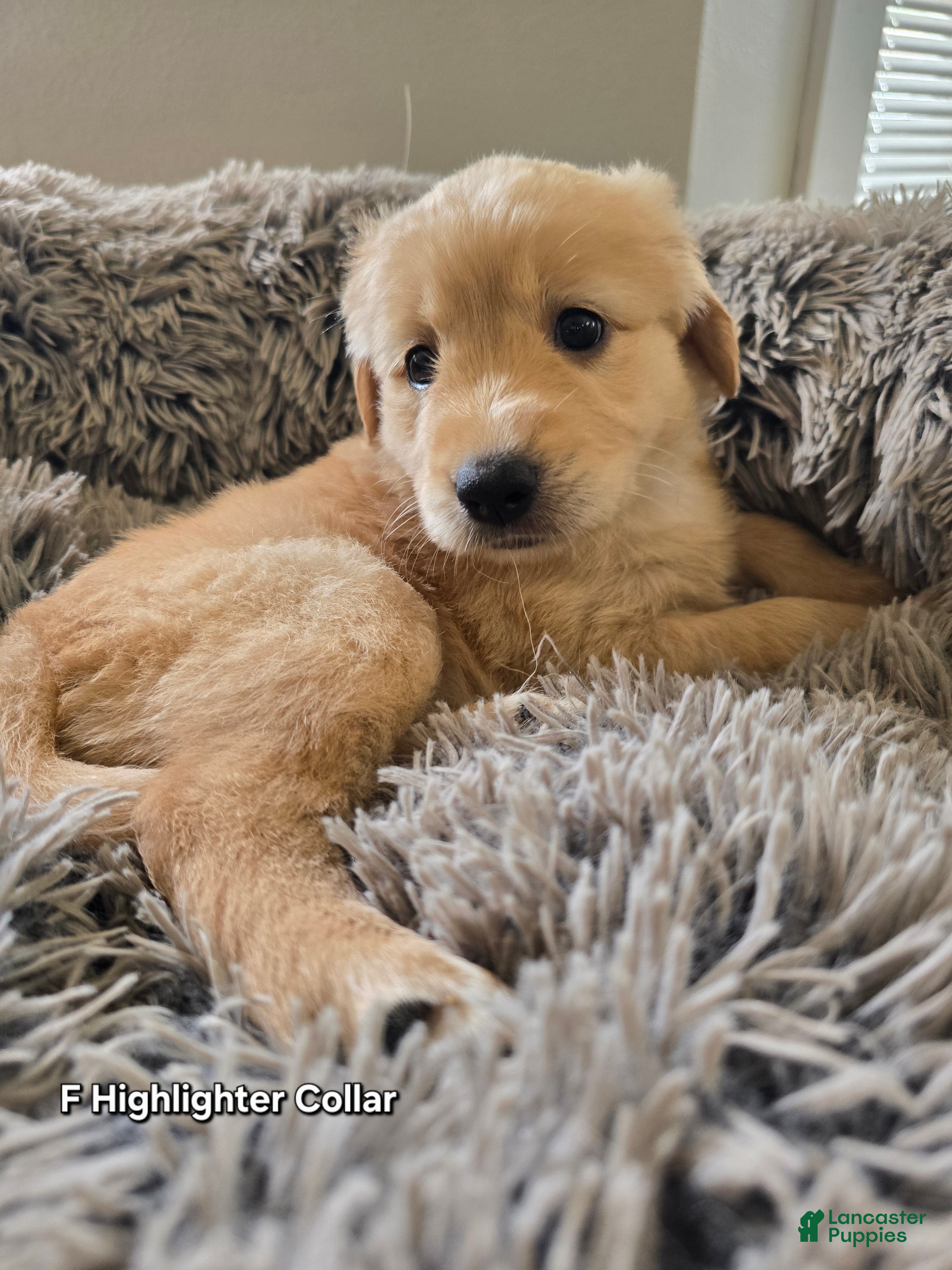 Goldendoodle dogs Goldendoodle Puppy 5 - Ad 27