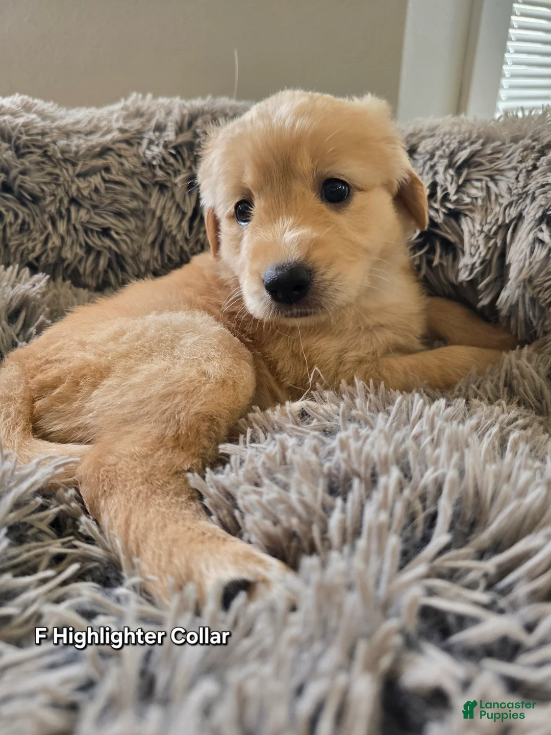 Goldendoodle dogs for sale: Goldendoodle Puppy 5 - Ad 1