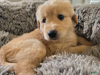 Goldendoodle dogs Goldendoodle Puppy 5 - Ad 27