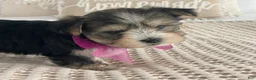 Morkie dogs for sale: Nellie - Ad 10