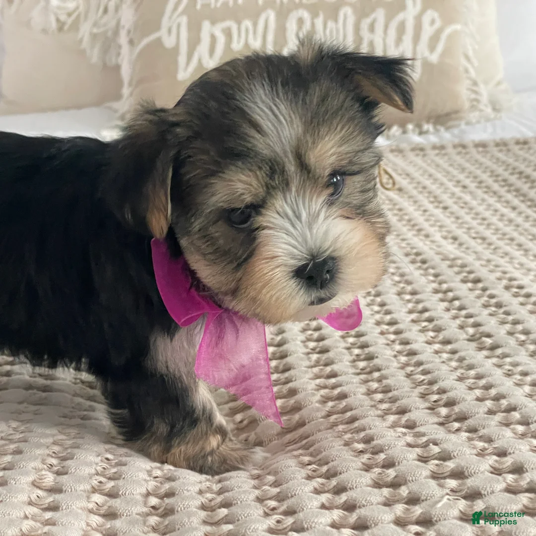 Morkie dogs for sale: Nellie - Ad 10