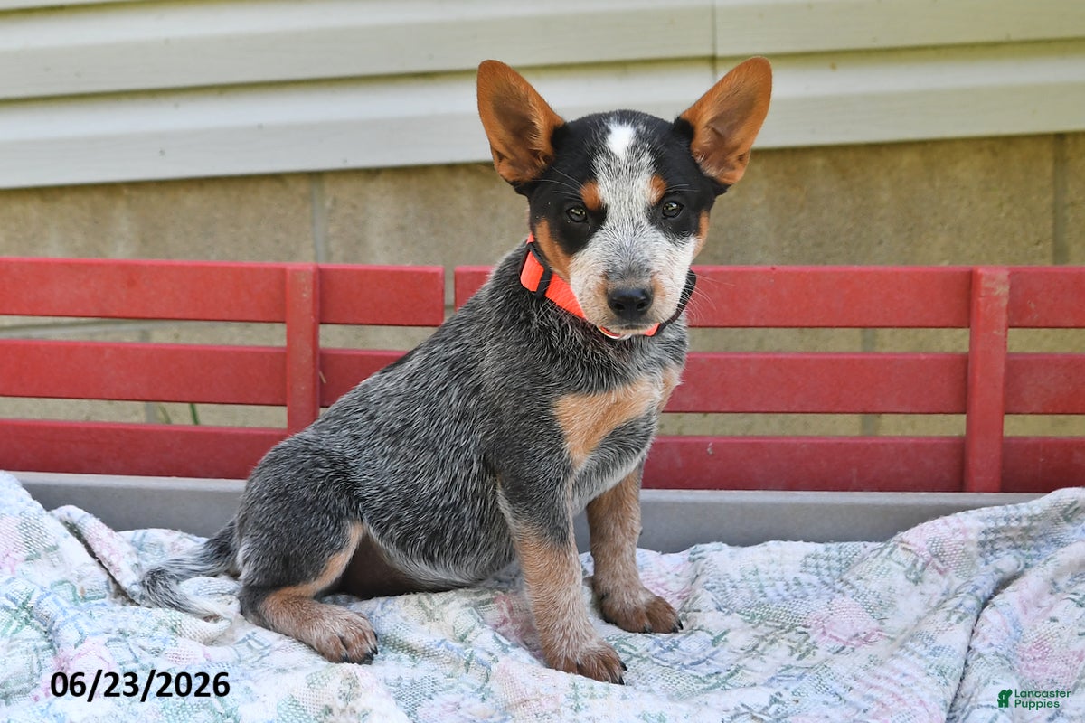 Australian Cattle Dog dogs Salt - Ad 1