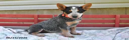 Australian Cattle Dog dogs for sale: Salt - Ad 1