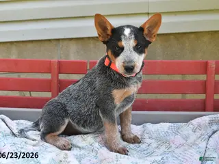 Australian Cattle Dog dogs for sale: Salt - Ad 1
