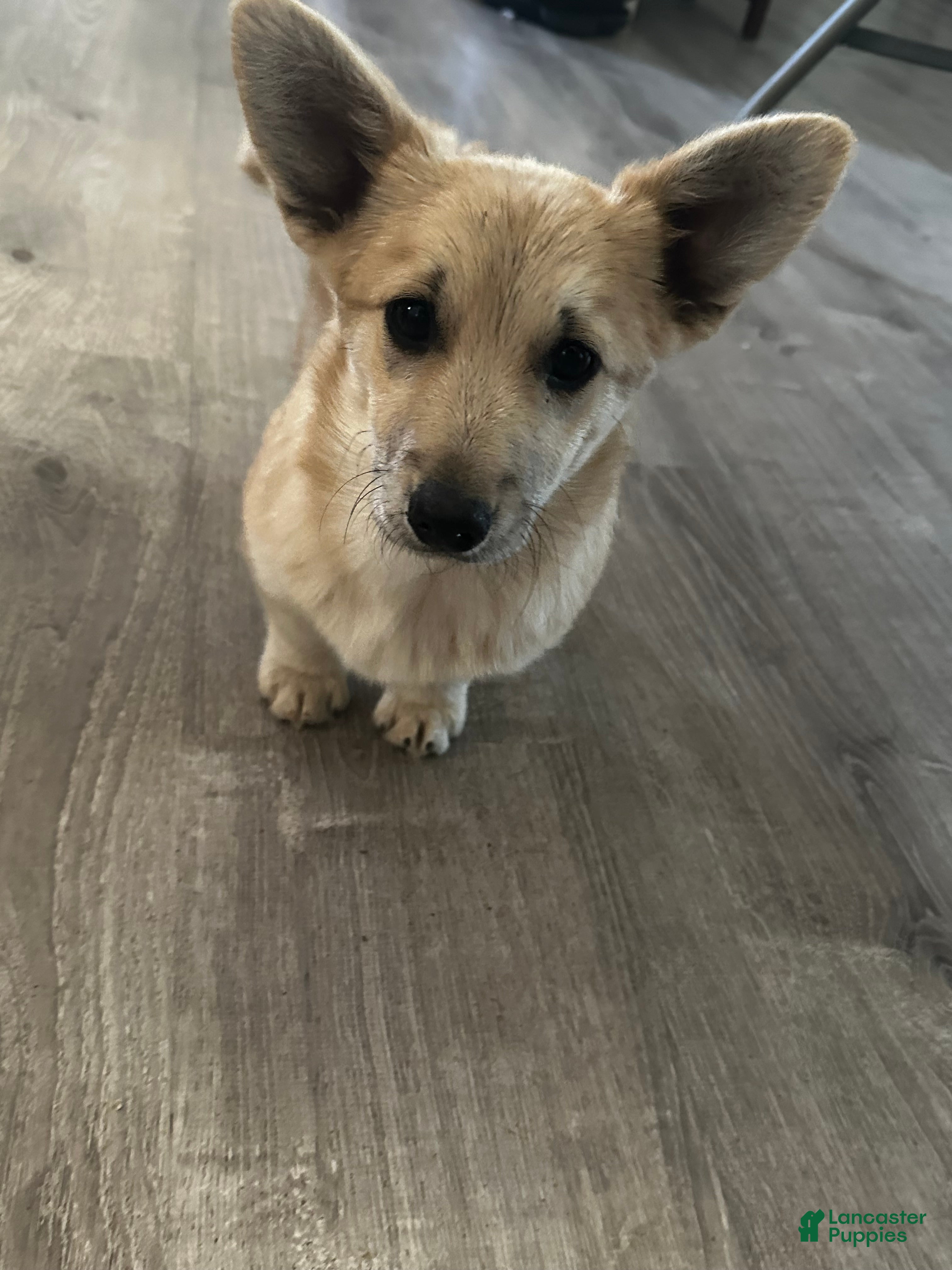 Welsh Corgi Pembroke dogs Welsh Corgi Pembroke Puppy 2 - Ad 1