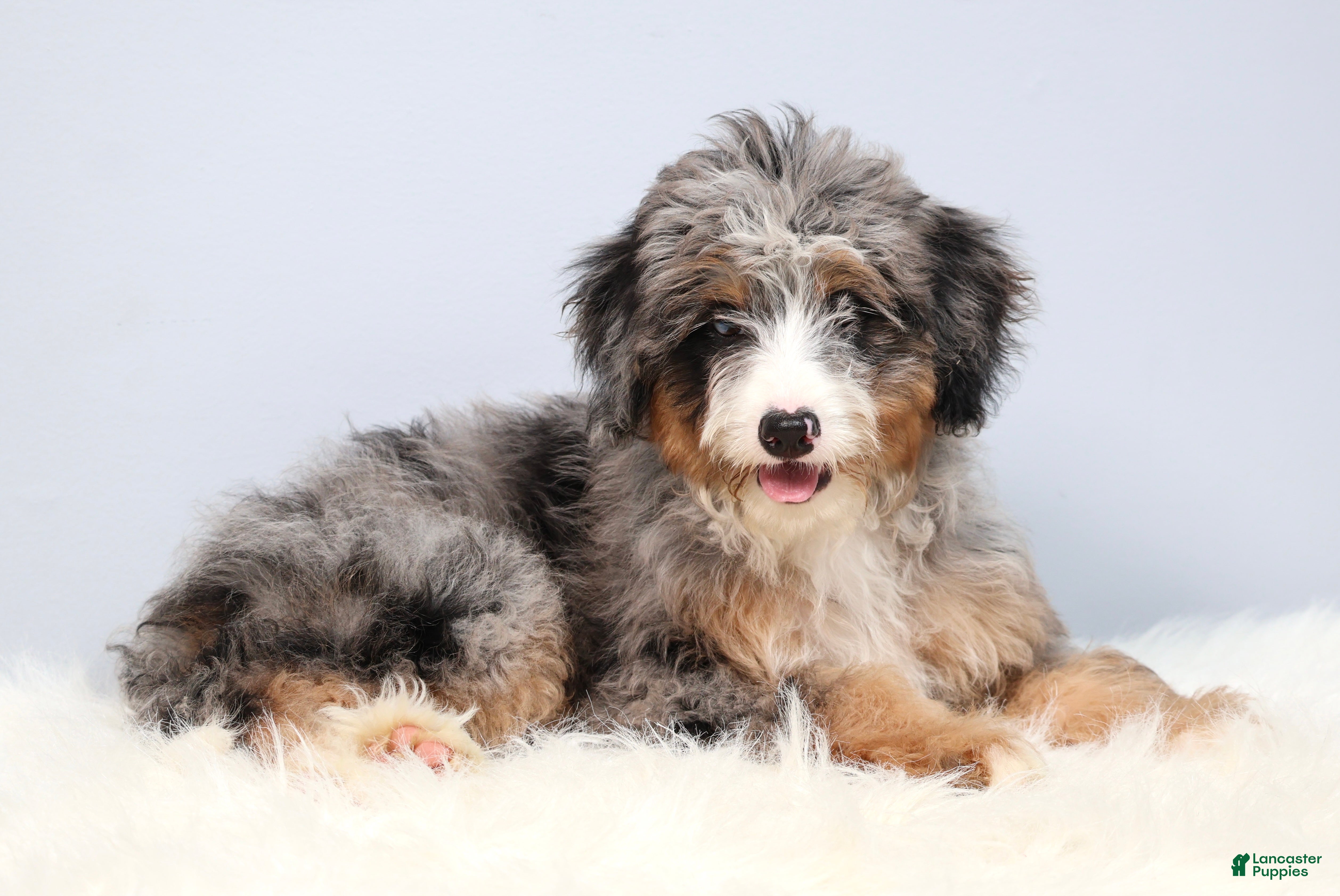 Mini Bernedoodle dogs Fern  - Ad 2