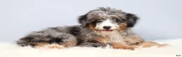 Mini Bernedoodle dogs for sale: Fern  - Ad 8