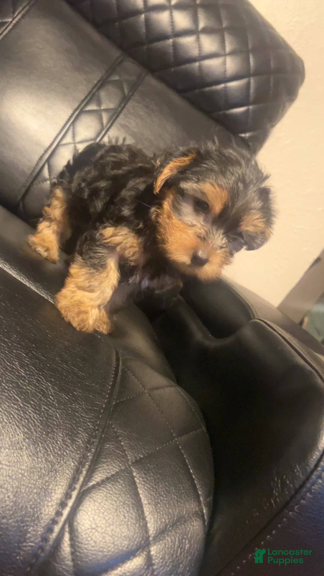 Yorkshire Terrier dogs for sale: Yorkshire Terrier Puppy 1 - Ad 1