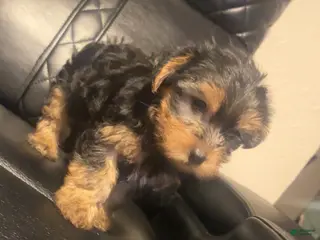 Yorkshire Terrier dogs Yorkshire Terrier Puppy 1 - Ad 21