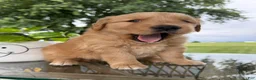 Golden Retriever dogs for sale: Motley - Ad 6
