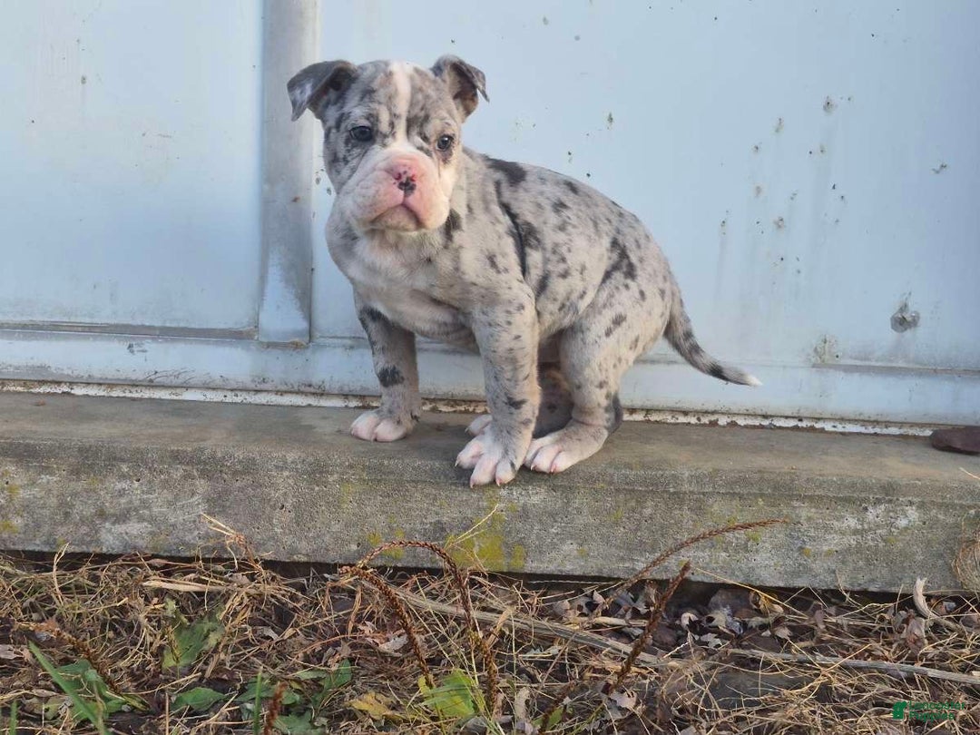 Olde English Bulldogge dogs for sale: Starry - Ad 2