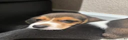 Beagle dogs for sale: Toby - Ad 2