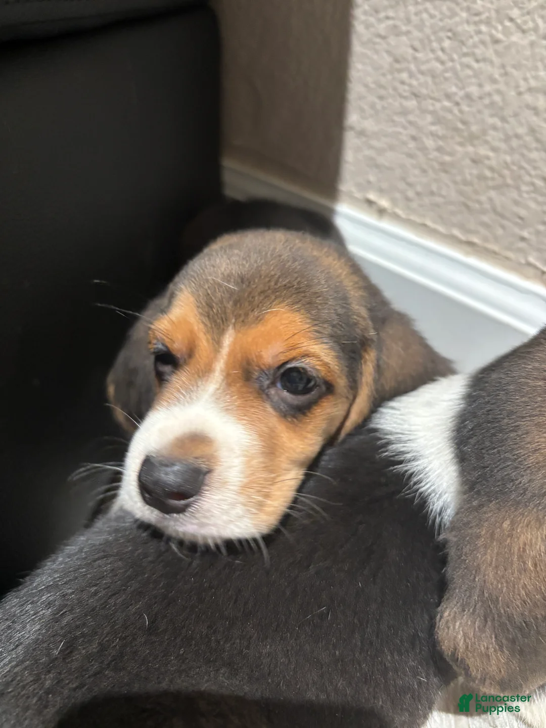 Beagle dogs for sale: Toby - Ad 2