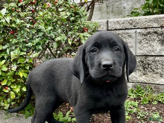 Labrador Retriever dogs - Ad 32