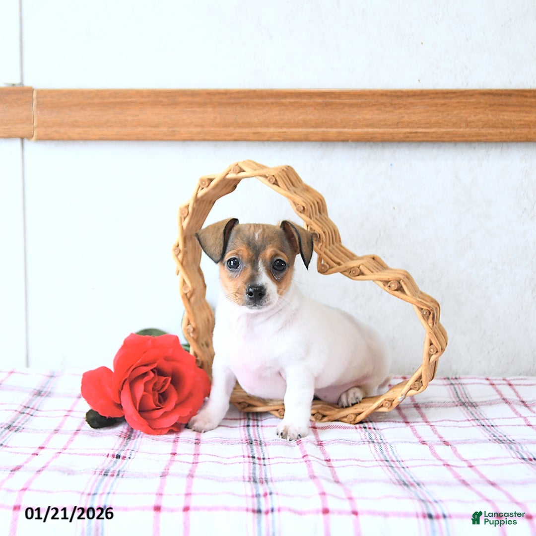 Mixed Breed dogs for sale: Sweetheart - Ad 5