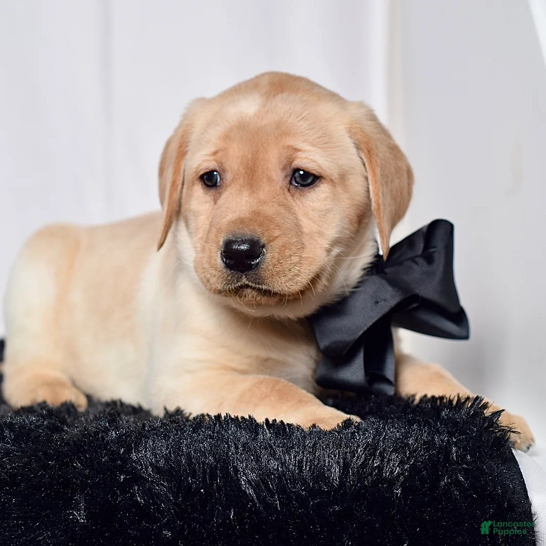 Labrador Retriever dogs for sale: Franky - Ad 1
