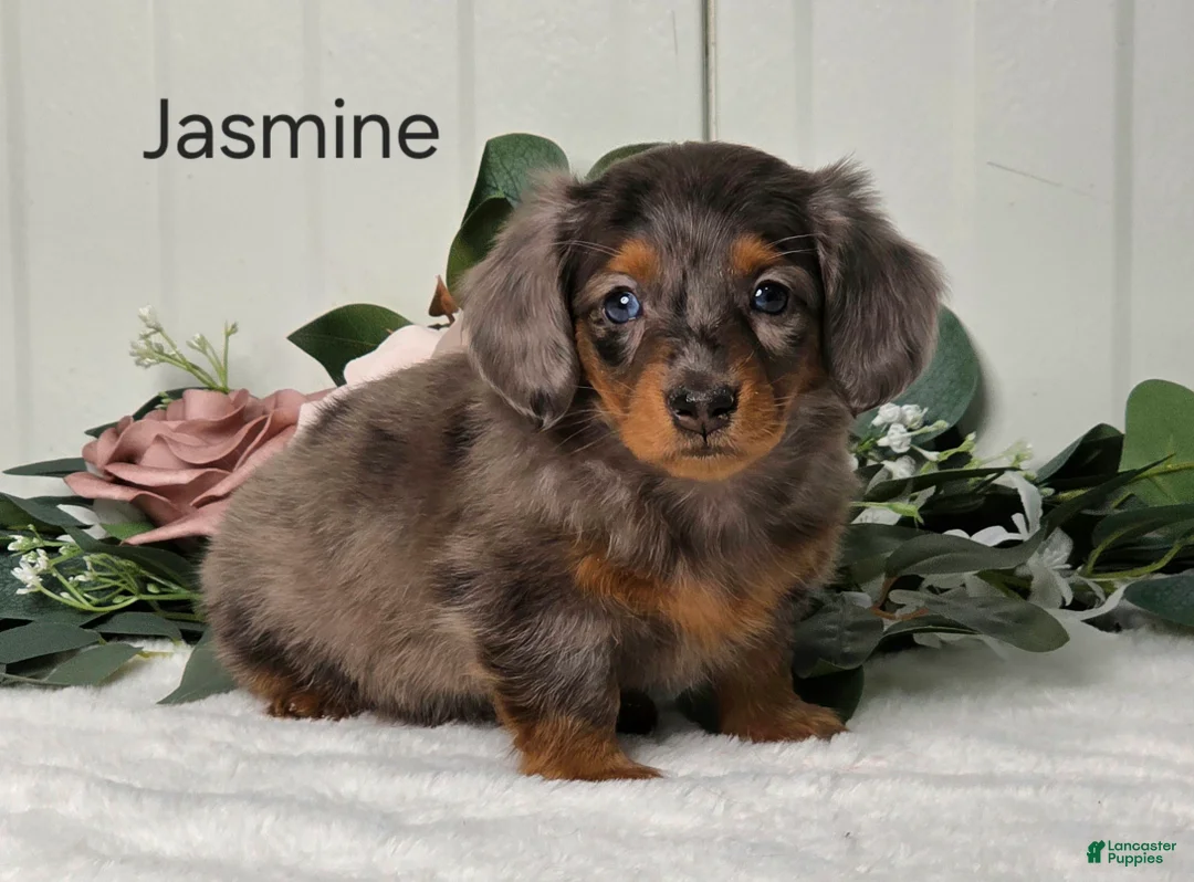 Miniature Dachshund dogs for sale: Jasmine - Ad 10