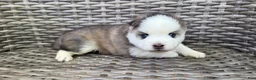 Pomsky dogs for sale: Tybalt - Ad 3