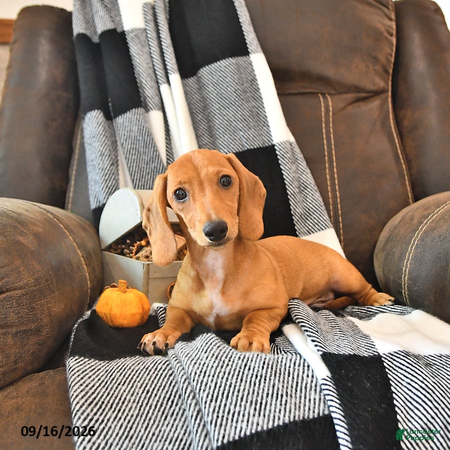 Miniature Dachshund dogs Hunter - Ad 2