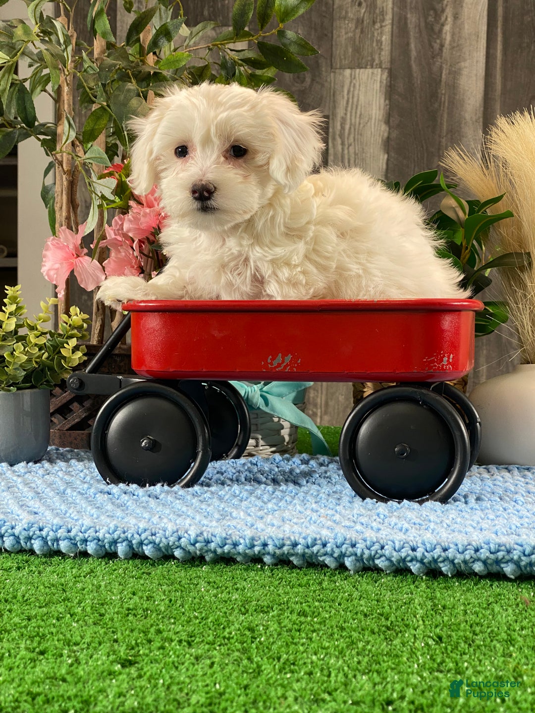 Coton De Tulear dogs for sale: Charlee - Ad 2