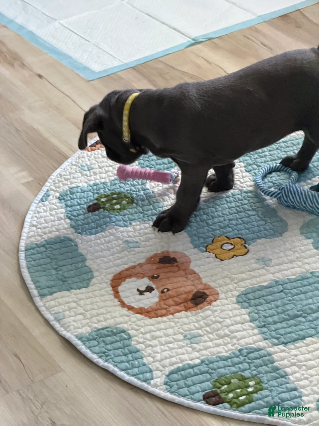 Cane Corso dogs for sale: Yashna - Ad 2