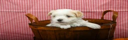 Maltipoo dogs for sale: Jack - Ad 7