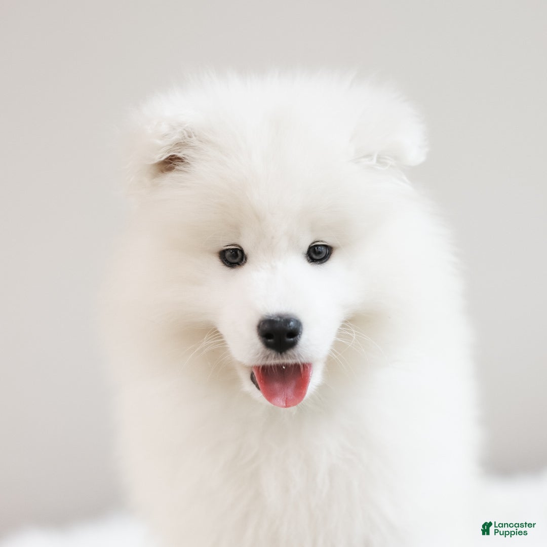 Samoyed dogs Sparki  - Ad 2