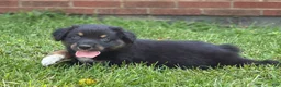 Australian Shepherd dogs for sale: Rowan - Ad 7