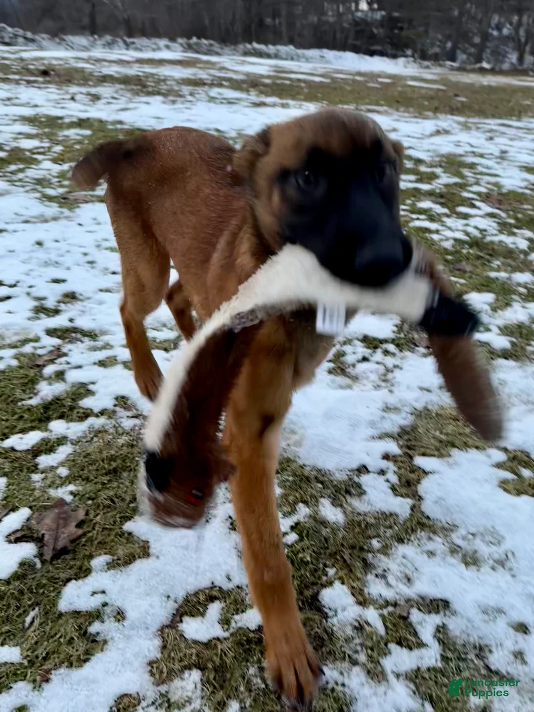 Mixed Breed dogs for sale: Red Collar- Female Fawn - Ad 2