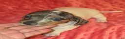 Dachshund dogs for sale: Dachshund 2 - Ad 7