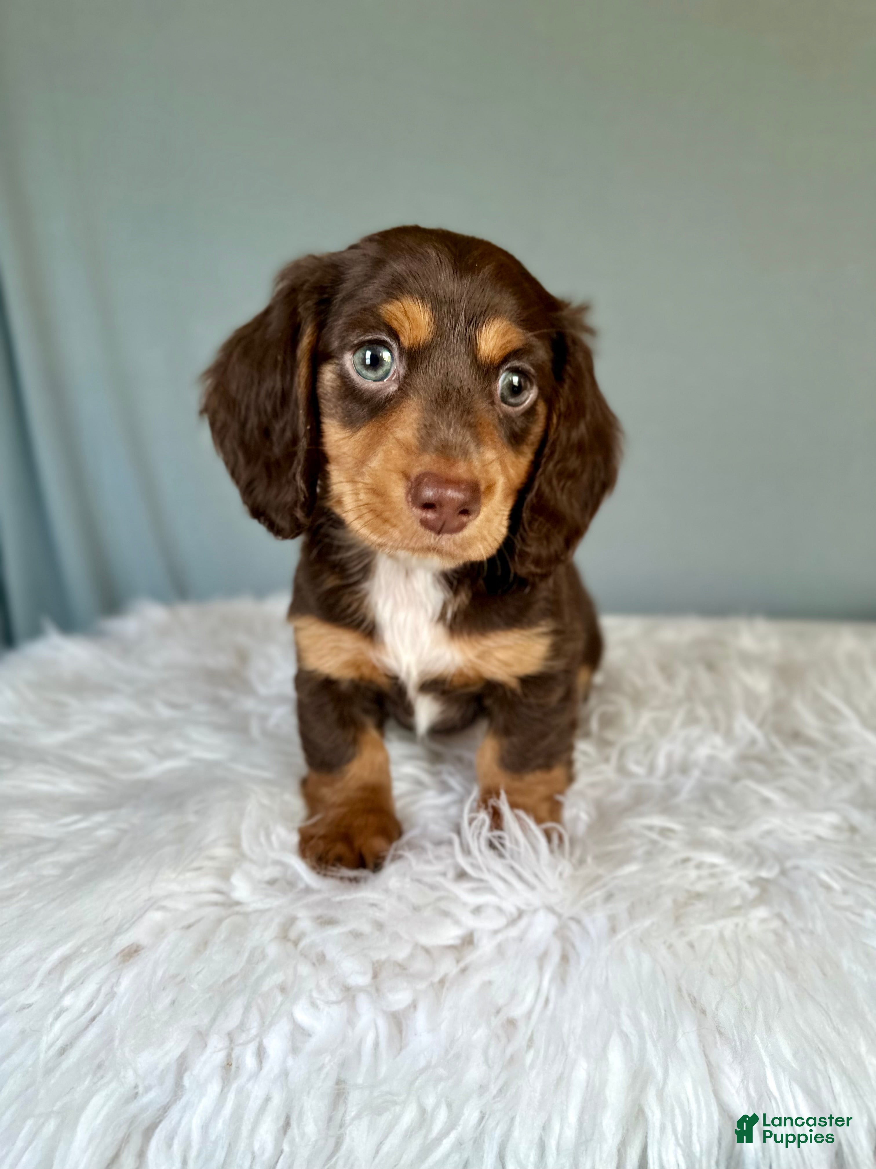 Miniature Dachshund dogs Myles - Ad 2