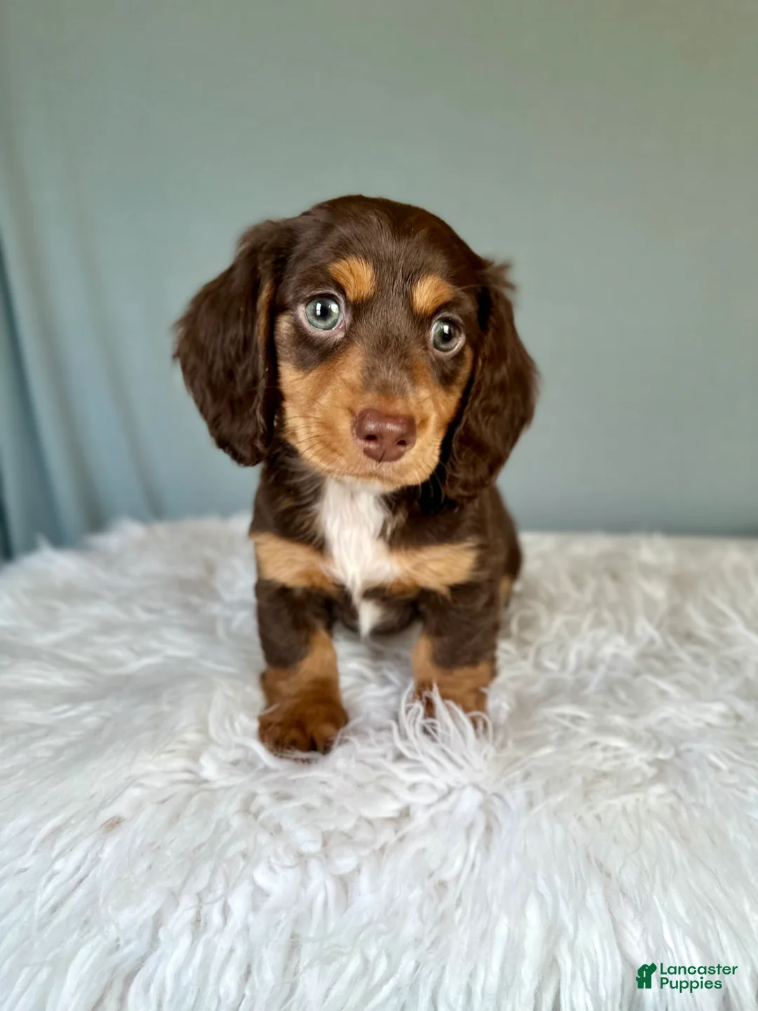 Miniature Dachshund dogs for sale: Myles - Ad 2