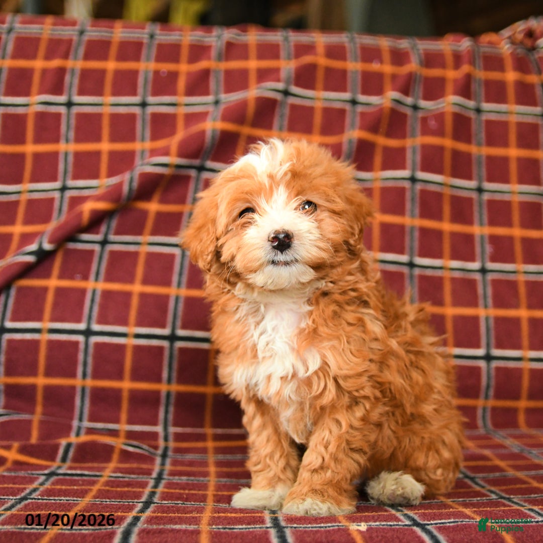 Maltipoo dogs for sale: Checkers - Ad 2