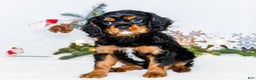 Cavalier King Charles Spaniel dogs for sale: Cocoa - Ad 5