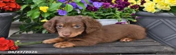 Dachshund dogs for sale: Smokey - Ad 4