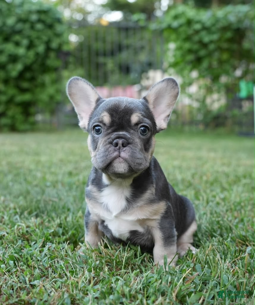 French Bulldog dogs Storm - Ad 1