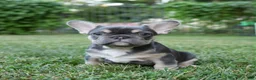 French Bulldog dogs for sale: Storm - Ad 1
