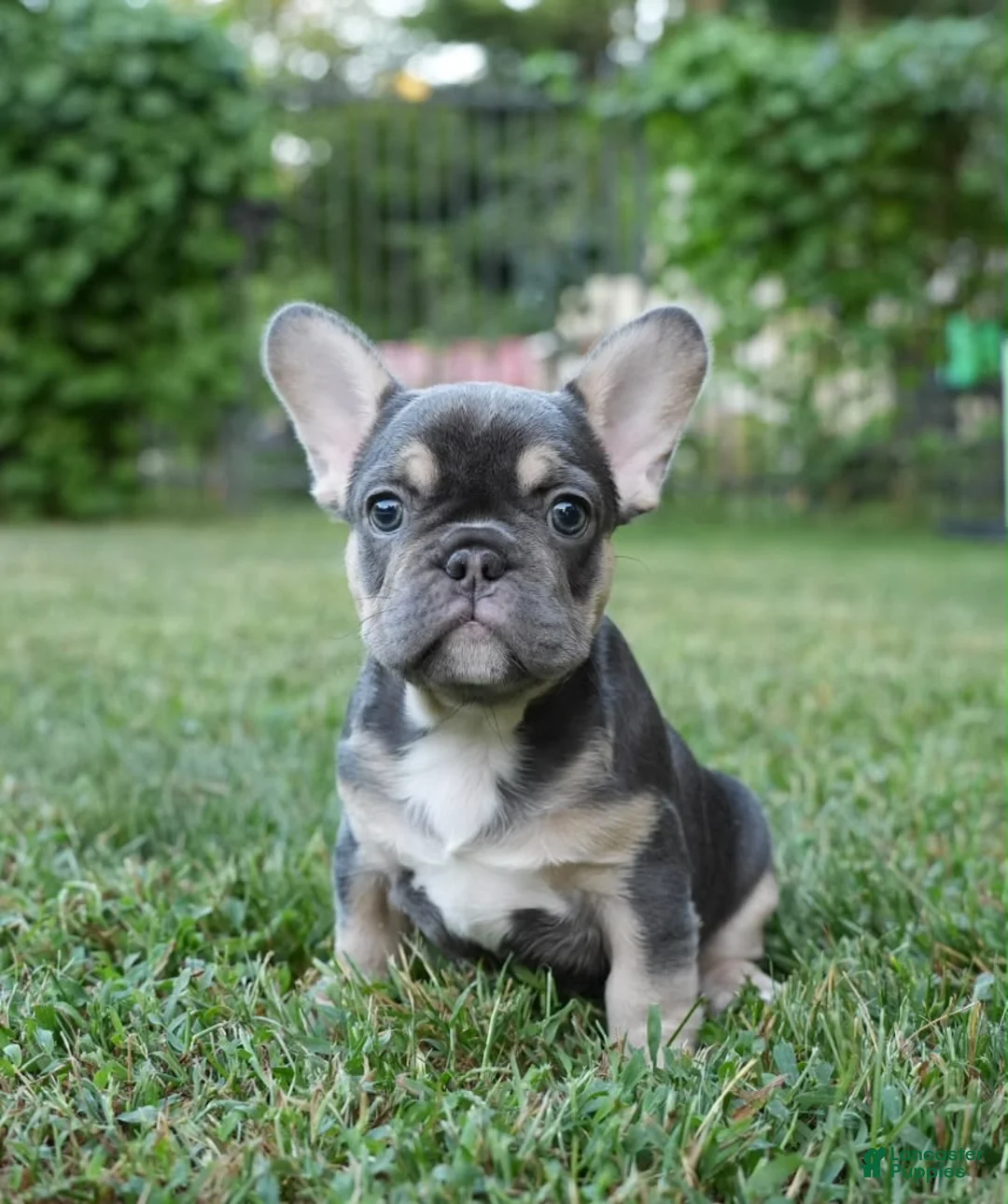 French Bulldog dogs for sale: Storm - Ad 1