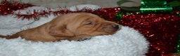 Golden Retriever dogs for sale: Ruby - Ad 1