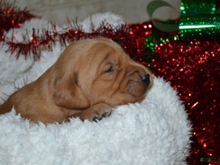 Golden Retriever dogs Ruby - Ad 39